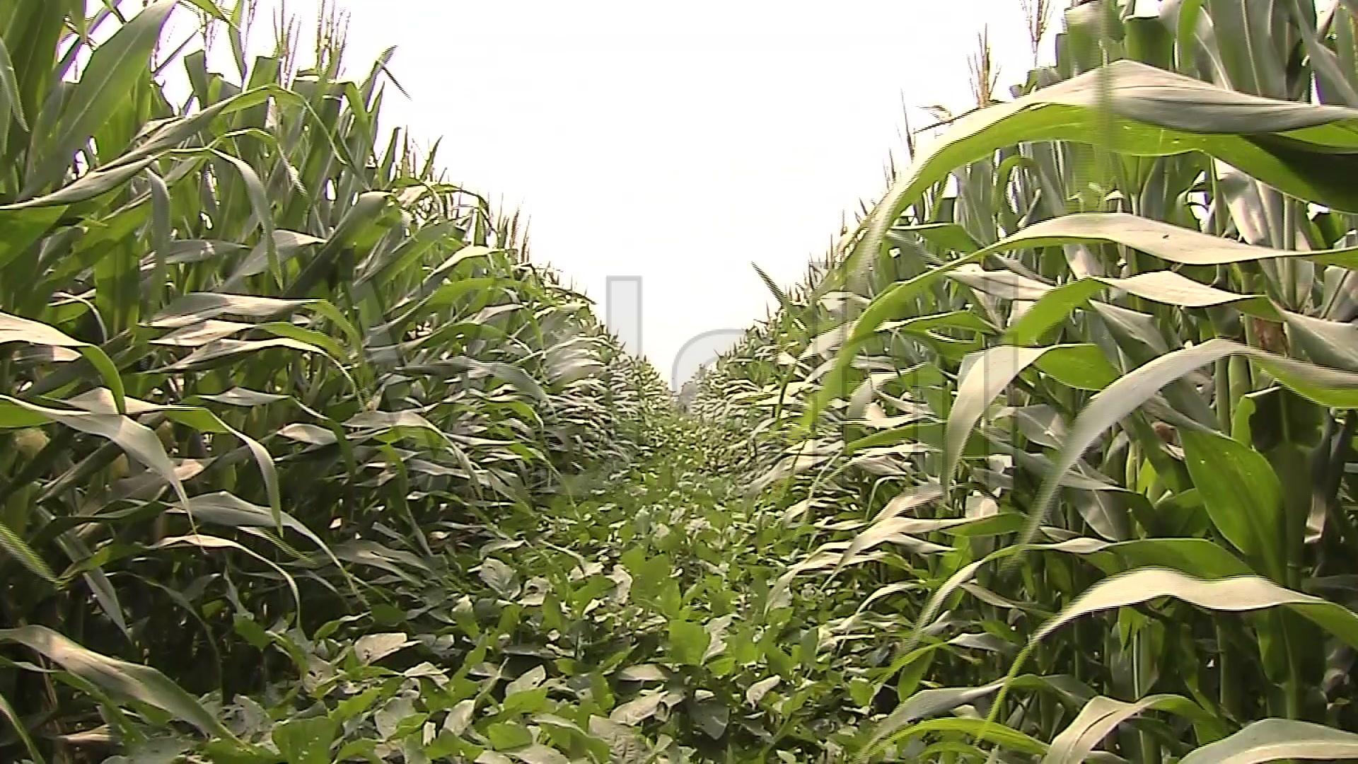 玉米—大豆带状复合种植技术"七字诀"