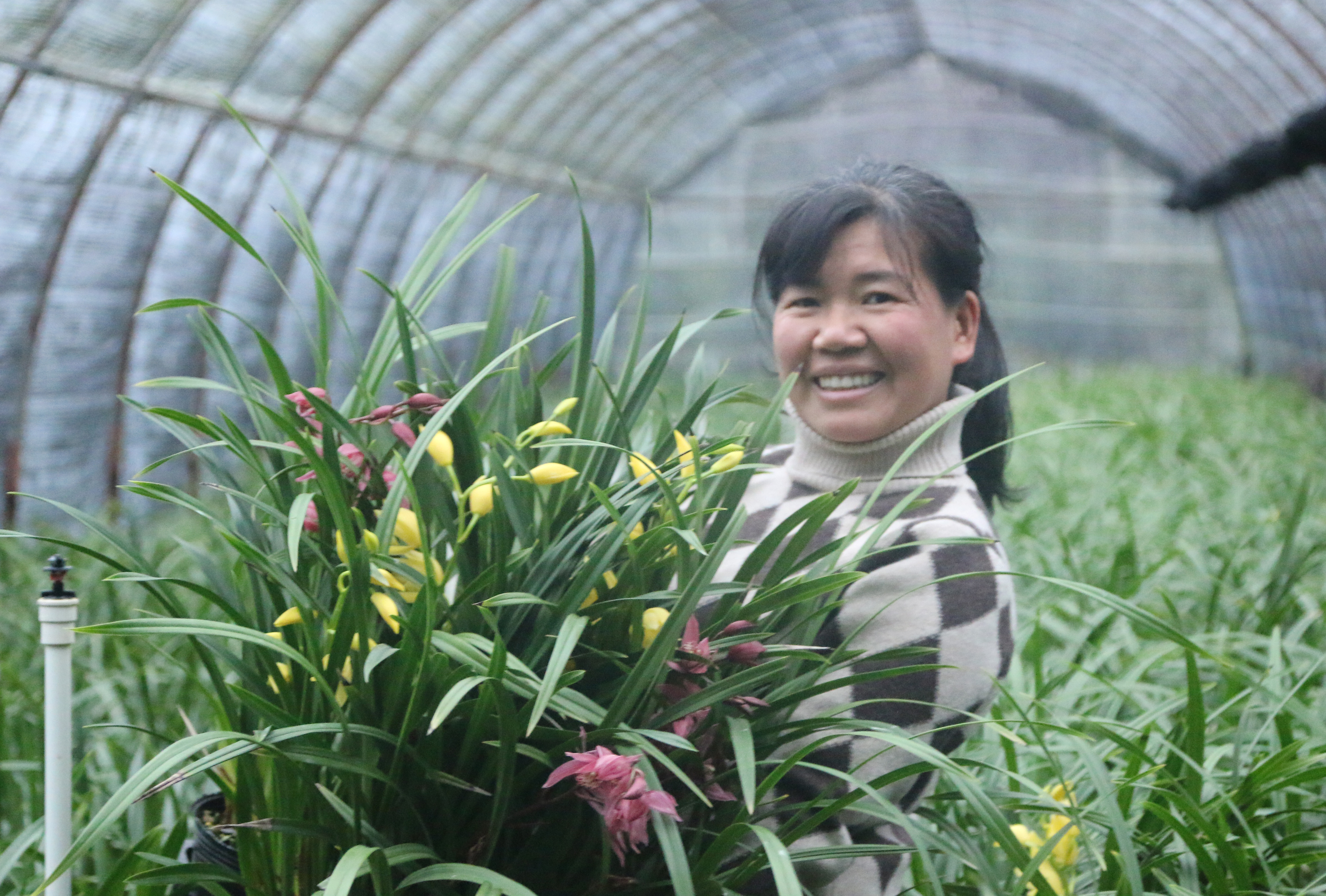 1月18日,走进永州市宁远县百草坪大棚兰花种植园,花农侯竹英正在挑选