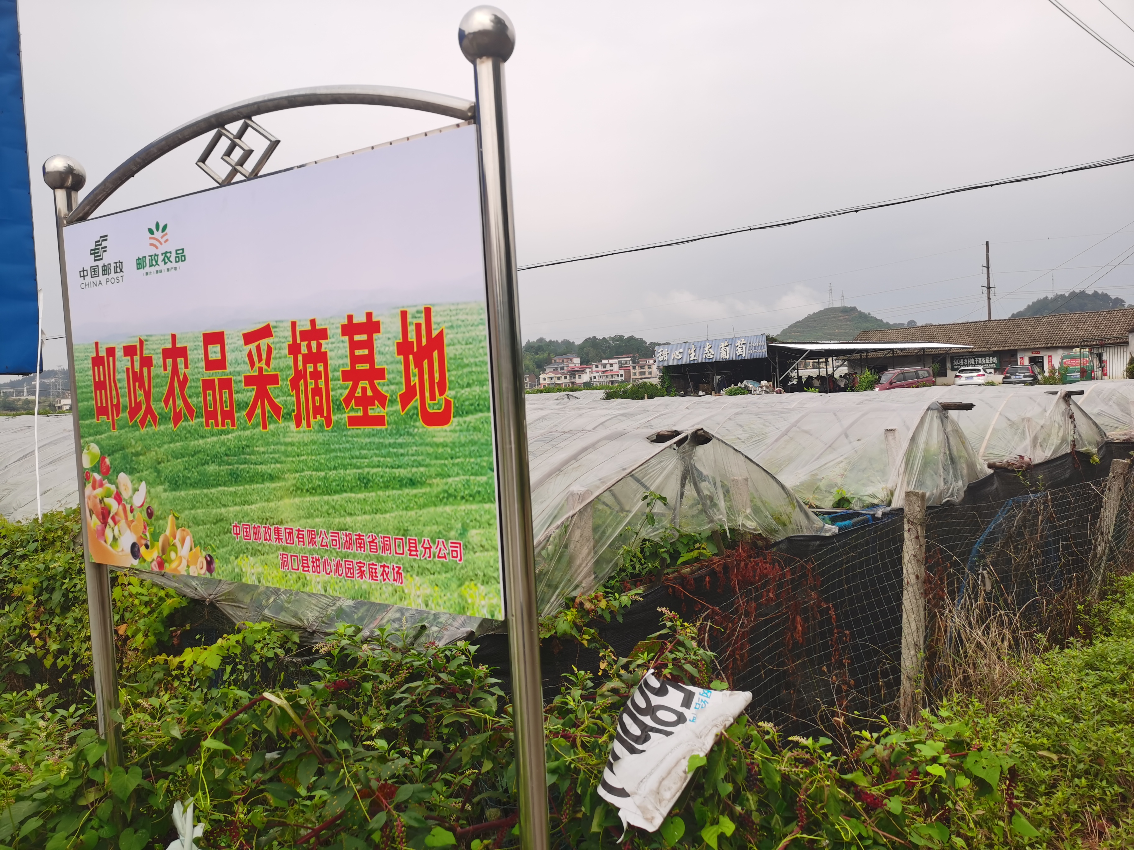 洞口邮政为助力乡村振兴在每个乡镇设立邮政农品采摘基地.jpg