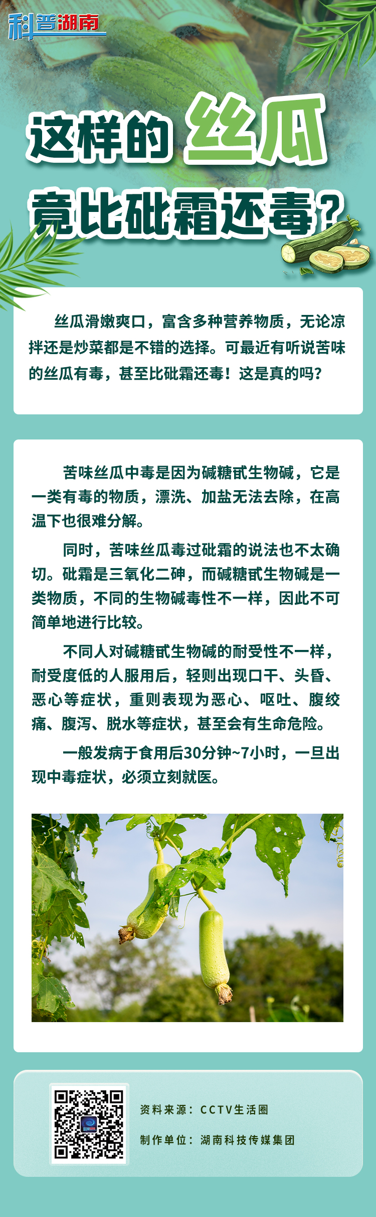 这样的丝瓜 竟比砒霜还毒？1.jpg