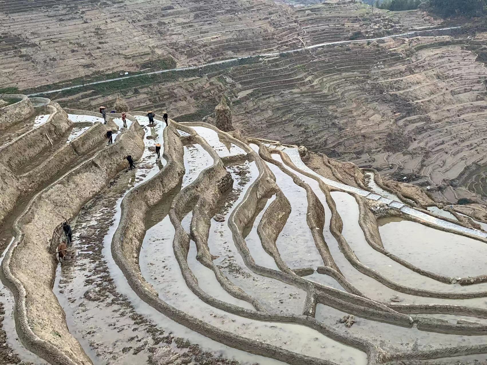 紫鹊界梯田冬景.jpg