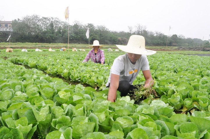 对长势喜人的快菜人工除草1 (2).jpg
