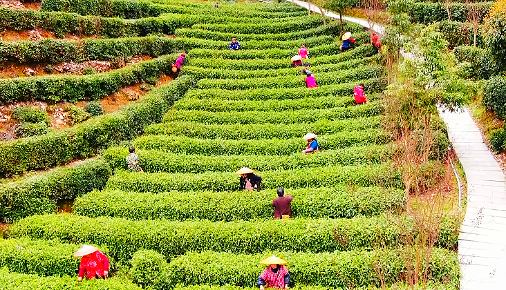 茶农在茶树间来回穿梭采摘茶叶.png