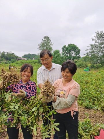 李林教授（中）正在指导农户收获安化小籽花生。 (2).jpg
