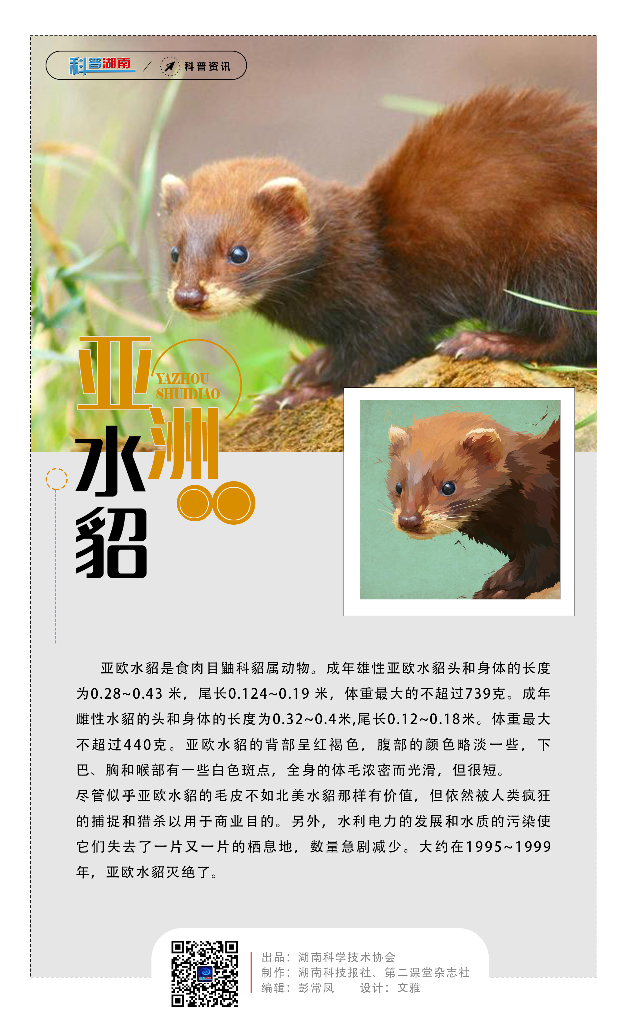 26亚洲水貂.jpg