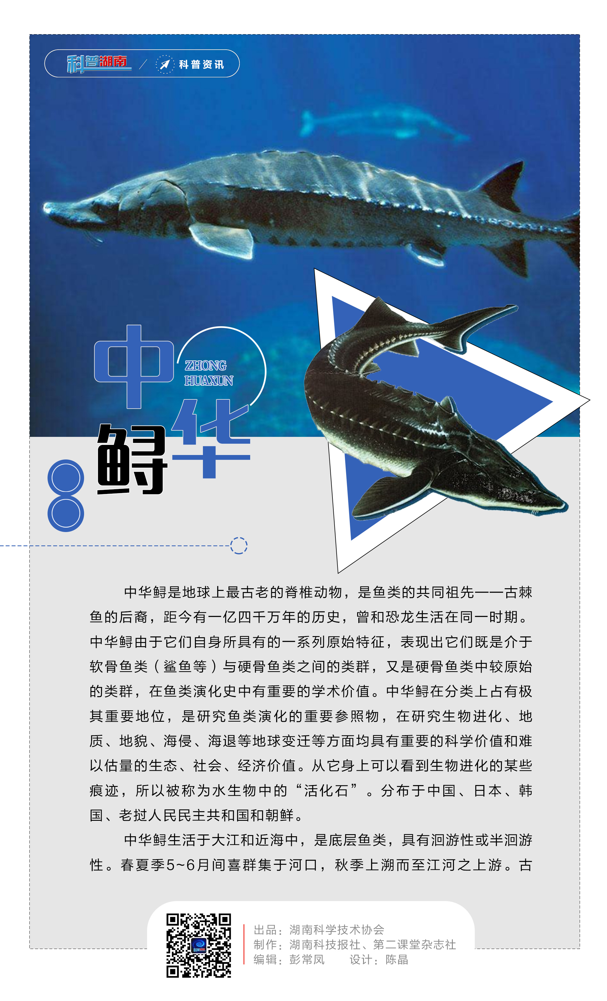 27中华鲟.jpg