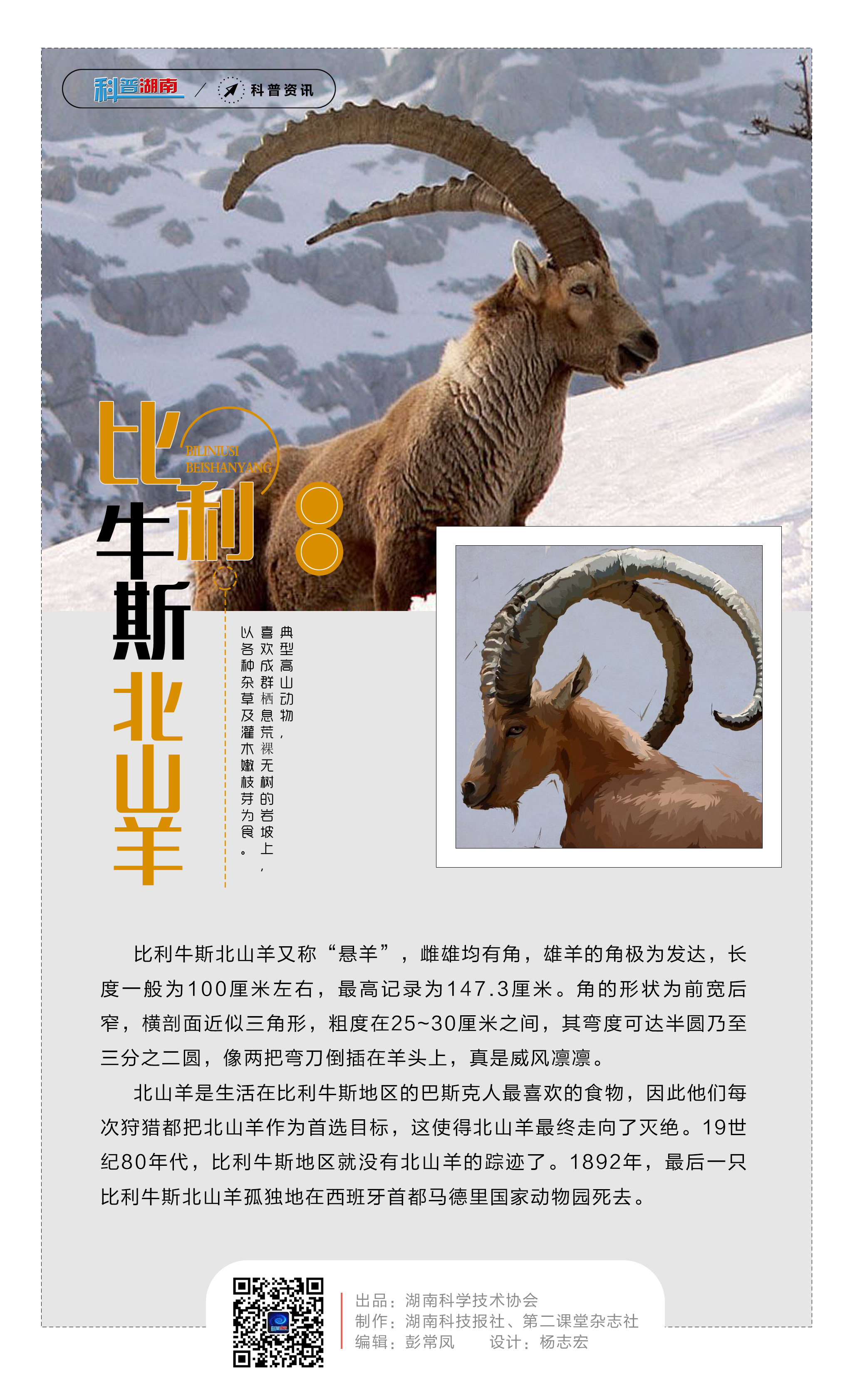 7比利牛斯北山羊.jpg