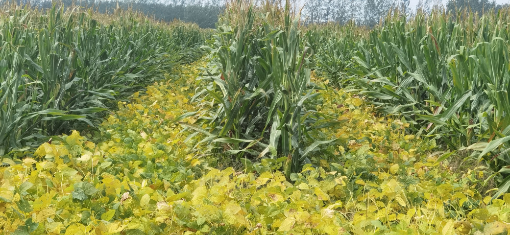 大豆玉米带状复合种植成熟期。 (2).jpg