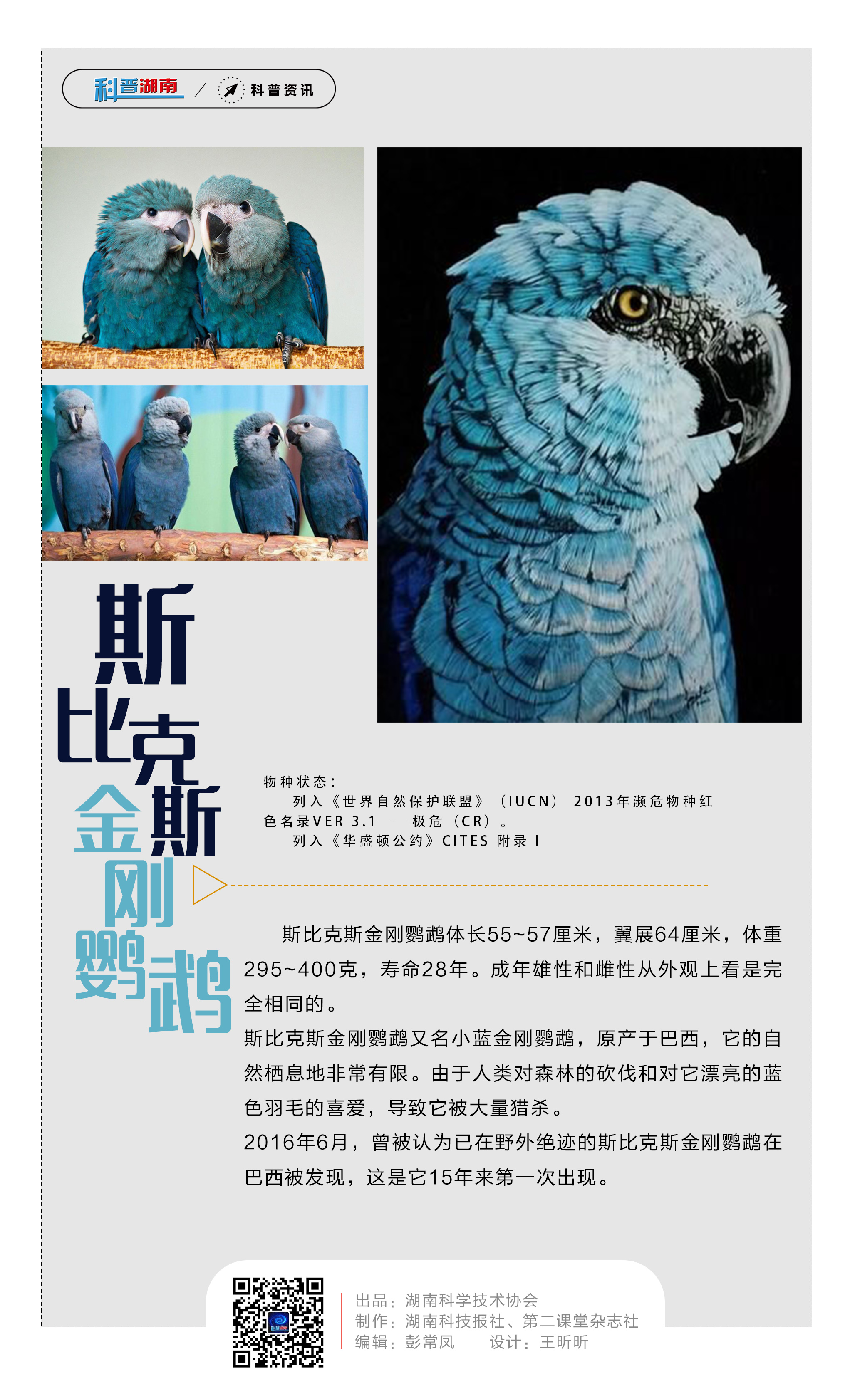 30斯比克斯金刚鹦鹉.jpg