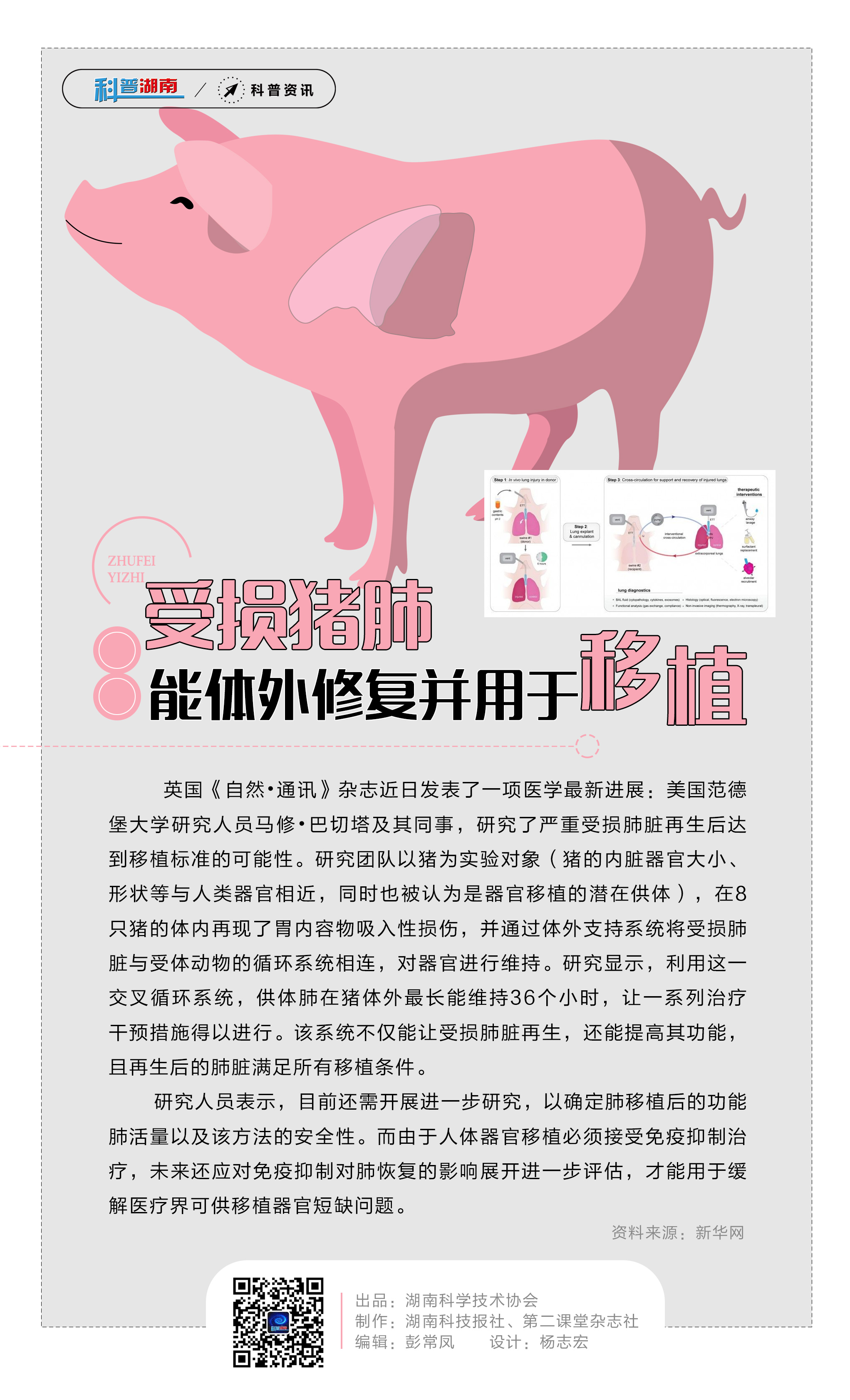 20受损猪肺能体外修复并用于移植.jpg