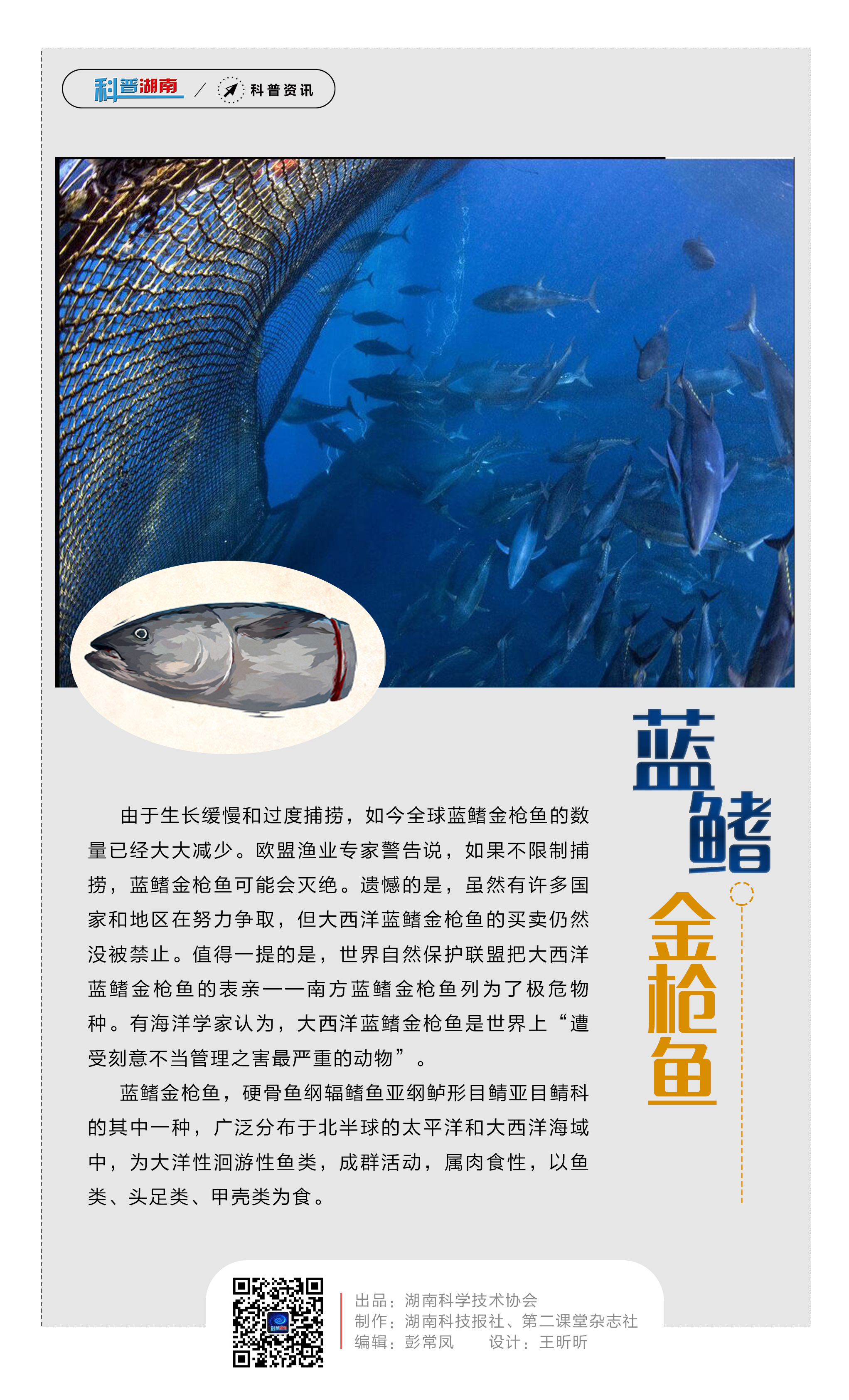 29蓝鳍金枪鱼.jpg