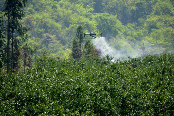 用“飞机”在给果园喷洒防虫药剂 (2).jpg