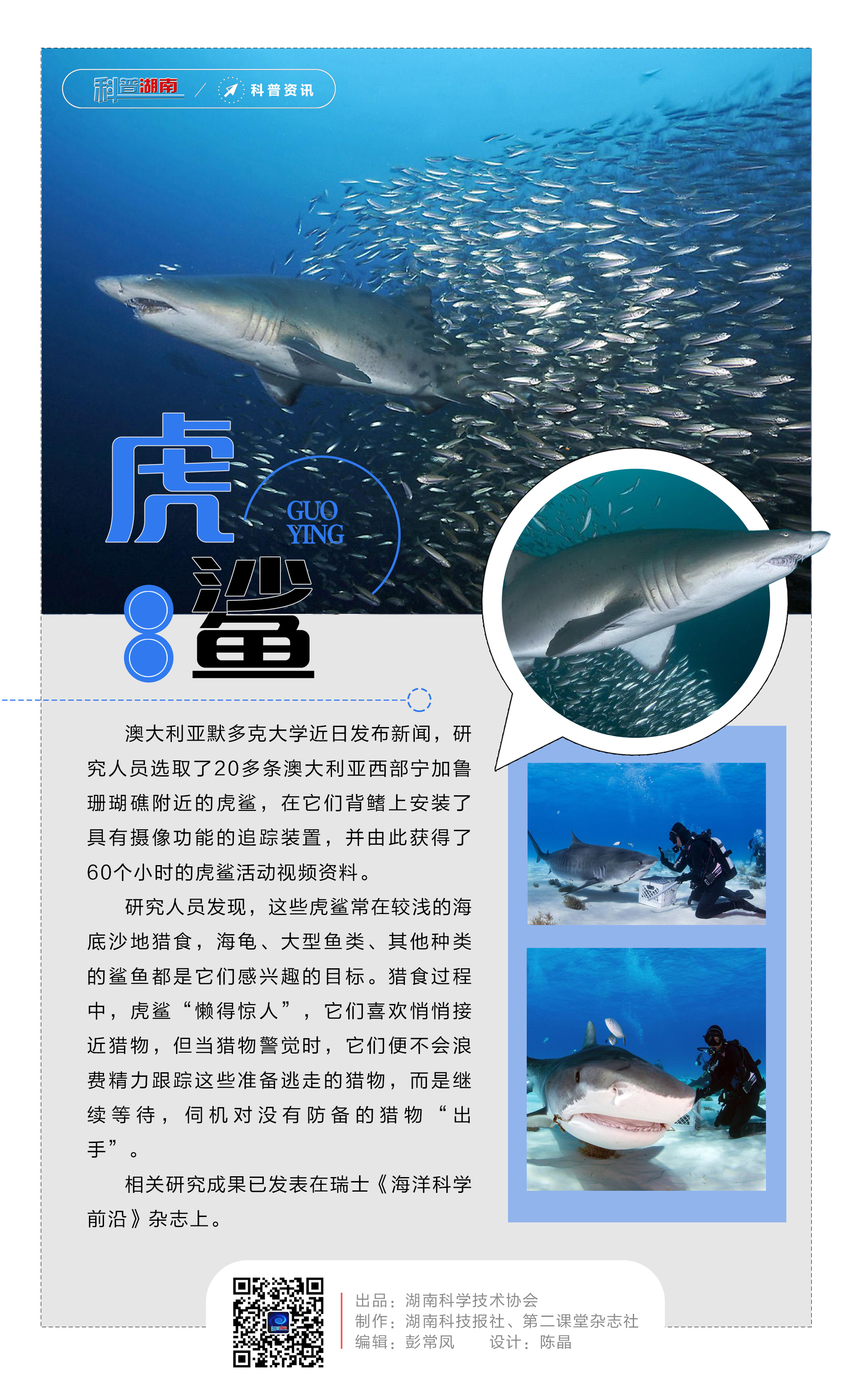 11虎鲨.jpg