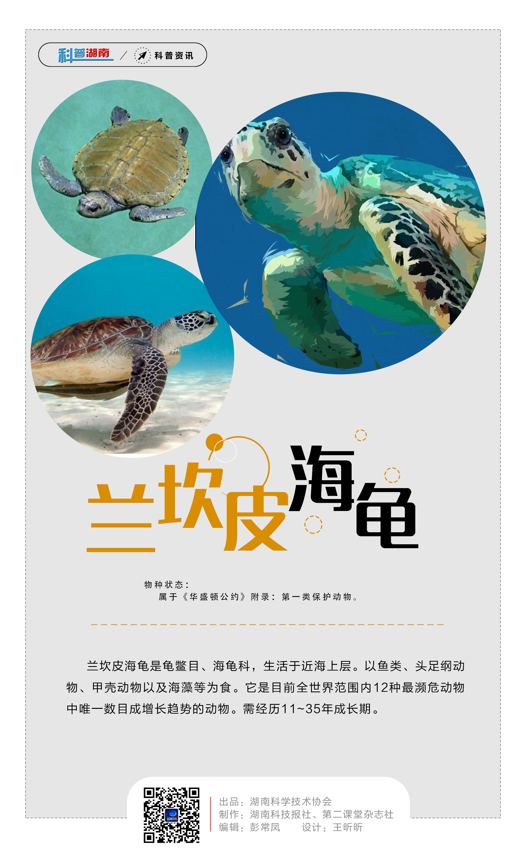 14兰坎皮海龟.jpg