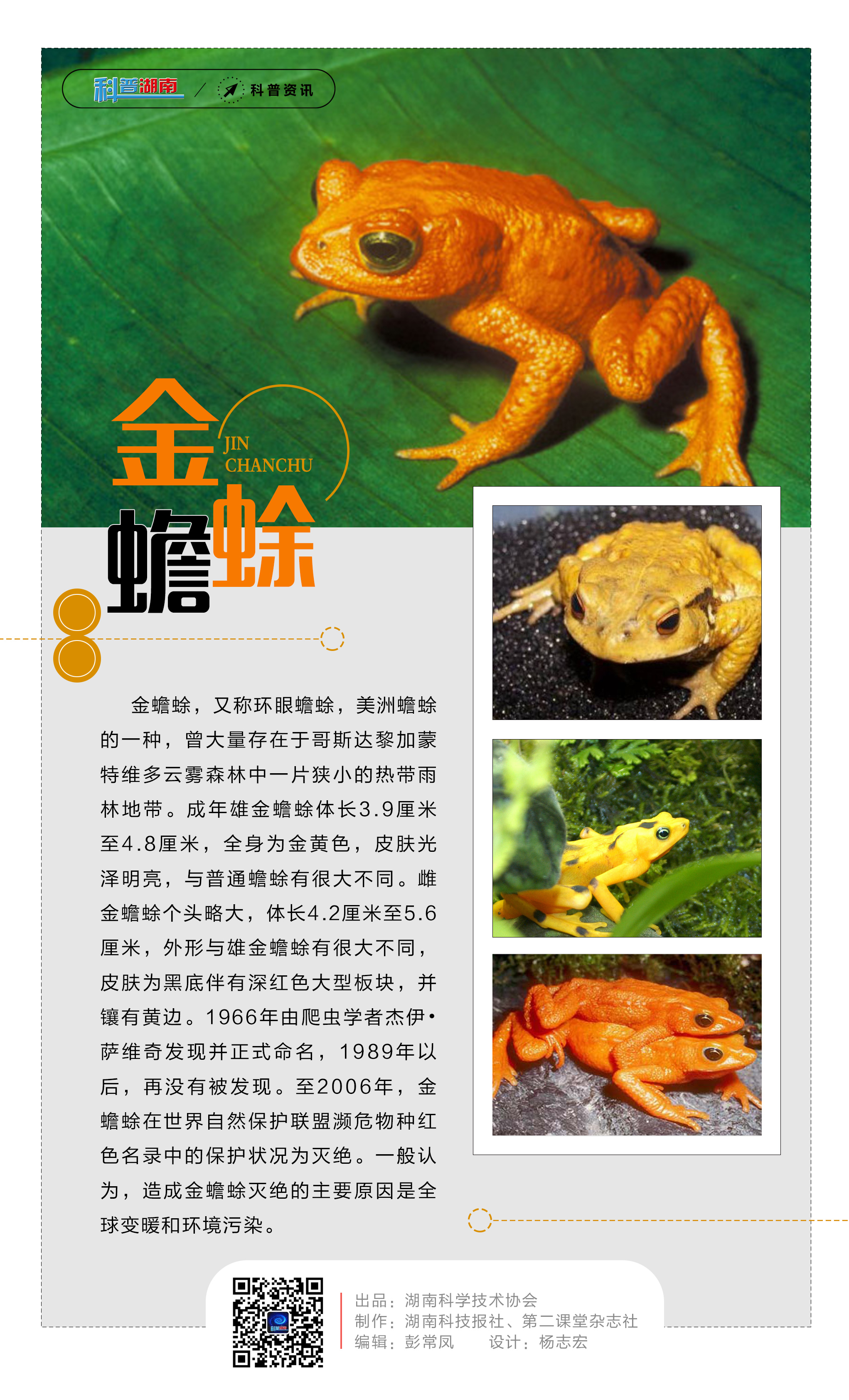 12金蟾蜍.jpg