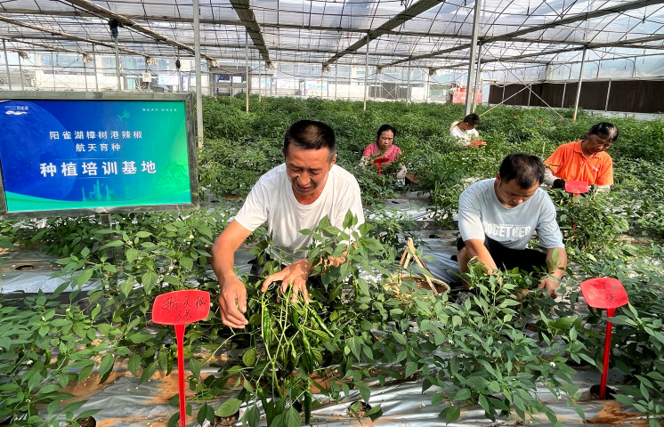 图片_  如今进入筛选品种环节 (2).jpg