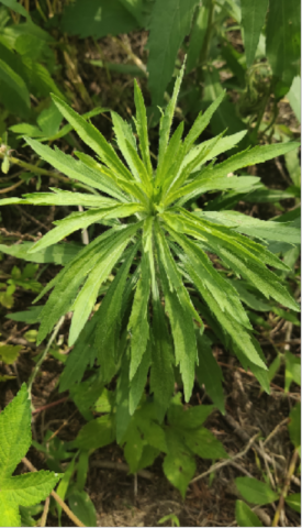 小蓬草图片1.png