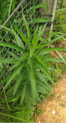 苏门白酒草图片1.png
