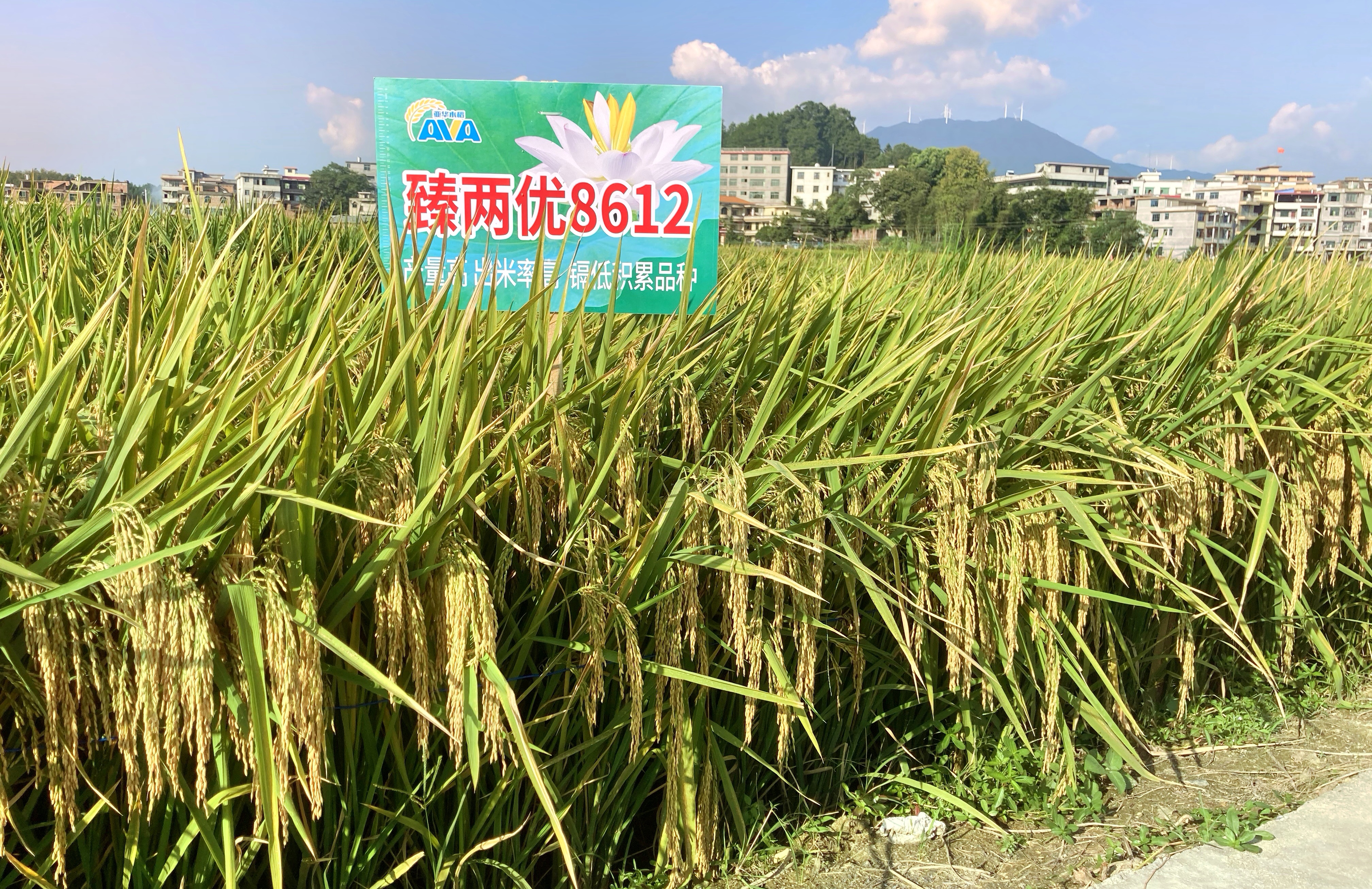 9月6日.jpg