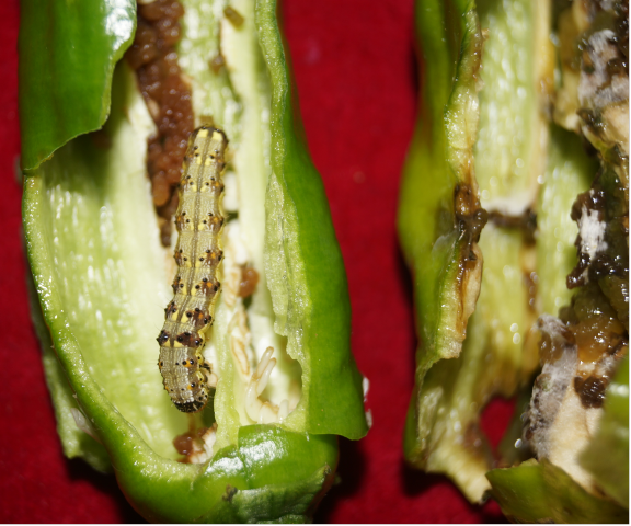 图3 在辣椒果实内蛀食的烟青虫幼虫。  (2).png