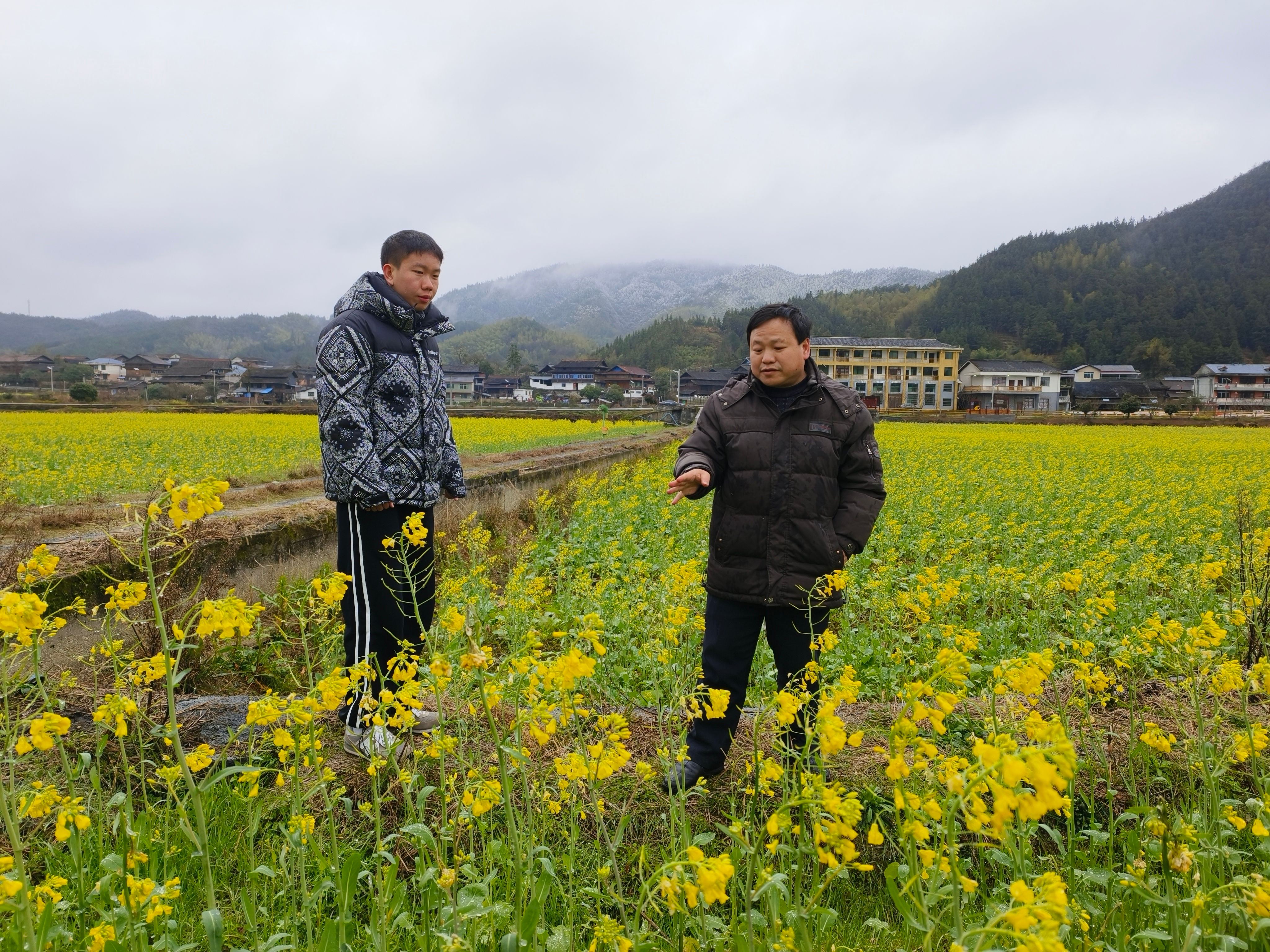 油菜田间管理指导.jpg