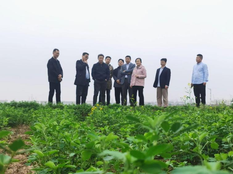 图3 专家团深入调查苜蓿试验地。.png