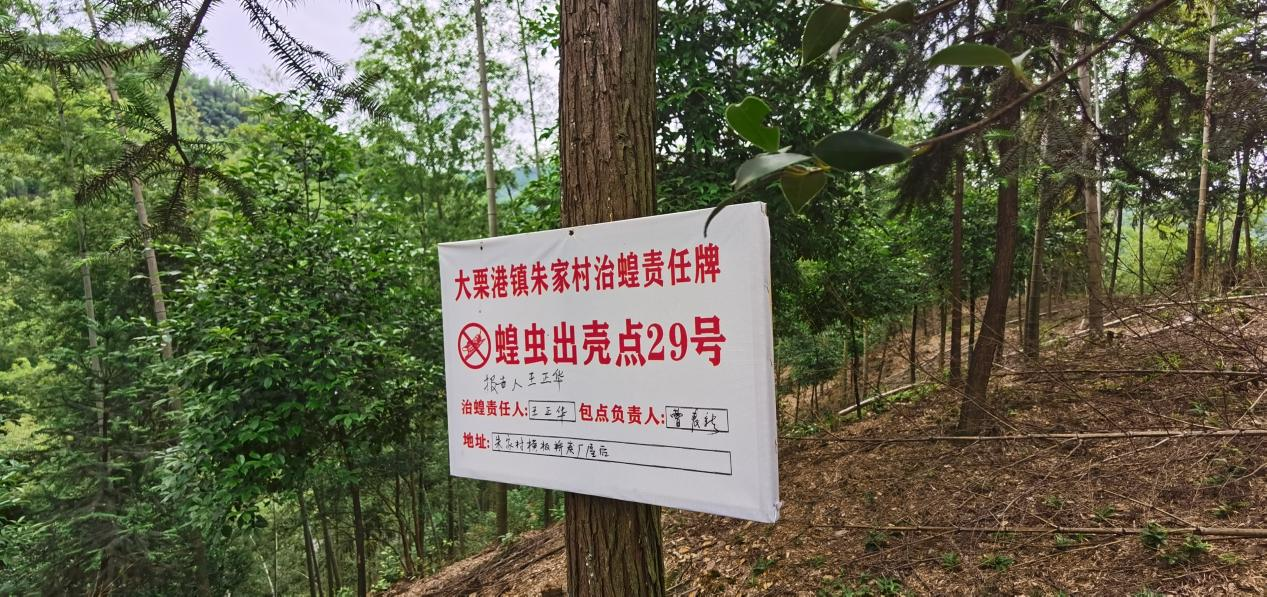 大栗港镇朱家村对查找出来的竹蝗出土点进行标记。（胡卫红 摄）.png