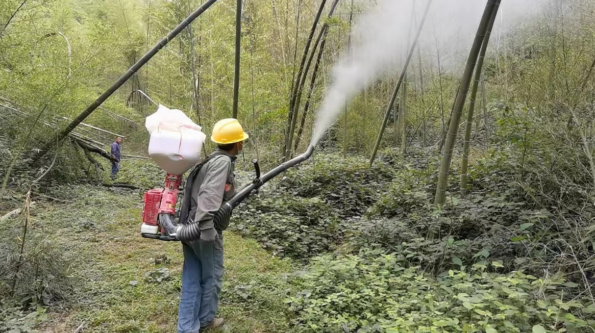 桃花江镇大华村一名队员背着喷粉机对竹林喷粉。（胡卫红 摄）.png