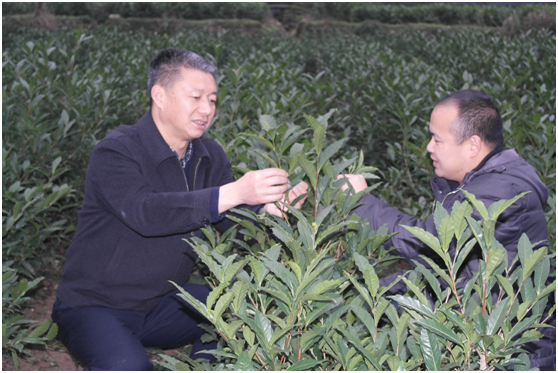 包小村（左）在茶叶生产基地指导。.png