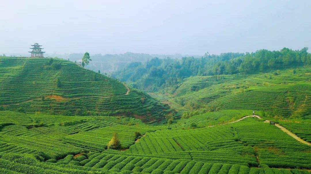 茶园.jpg