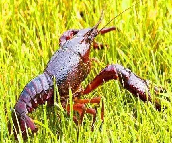 timg.jpg
