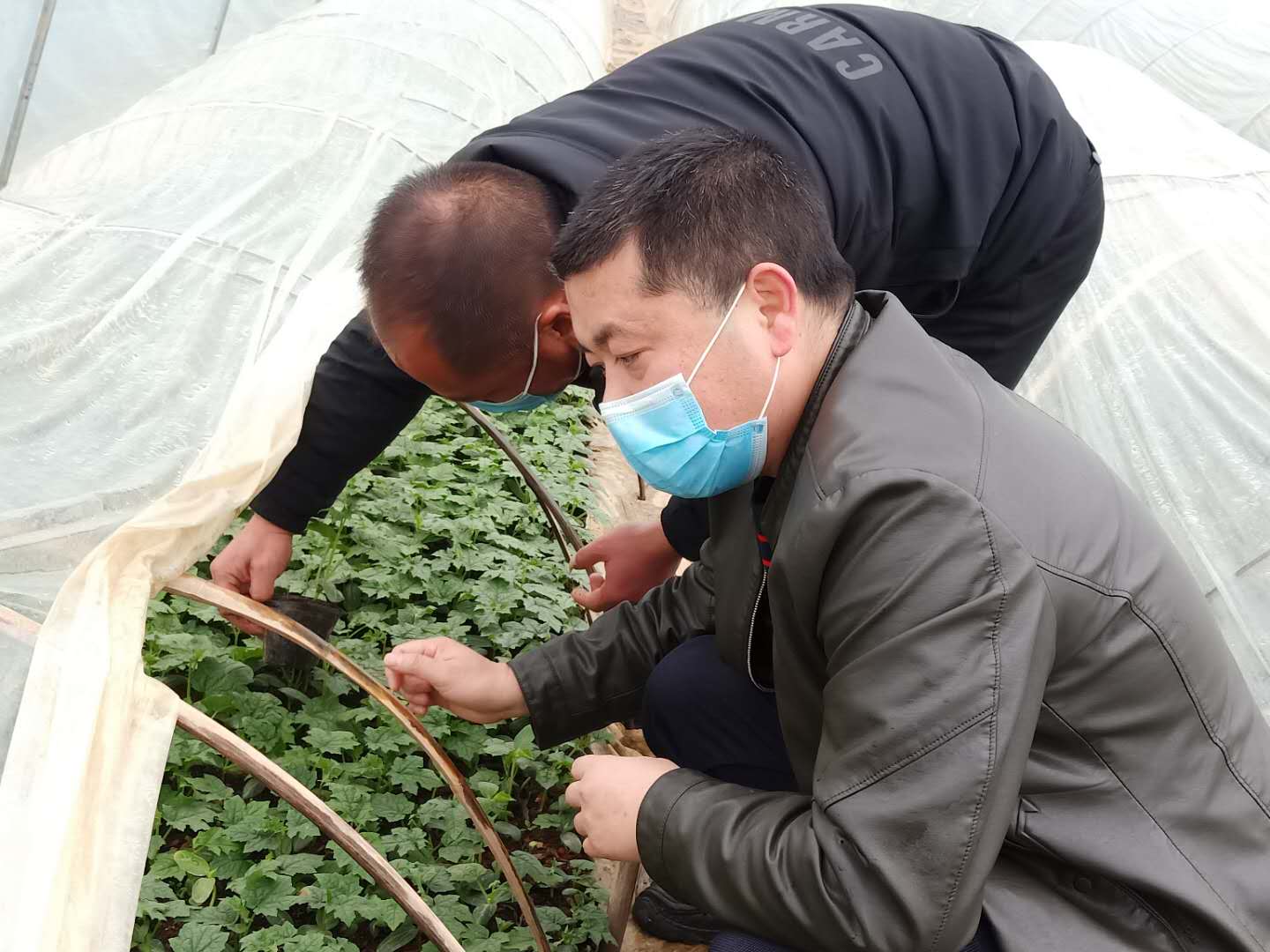 欧阳可根检查指导大棚黄瓜育苗.jpg