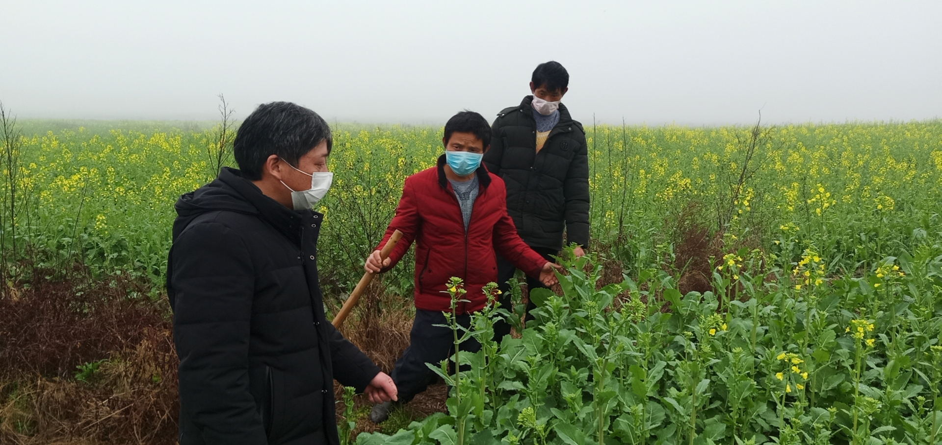 在明月镇云岩居委会油菜田里，农艺师周金龙指导种植大户巫开龙.jpg