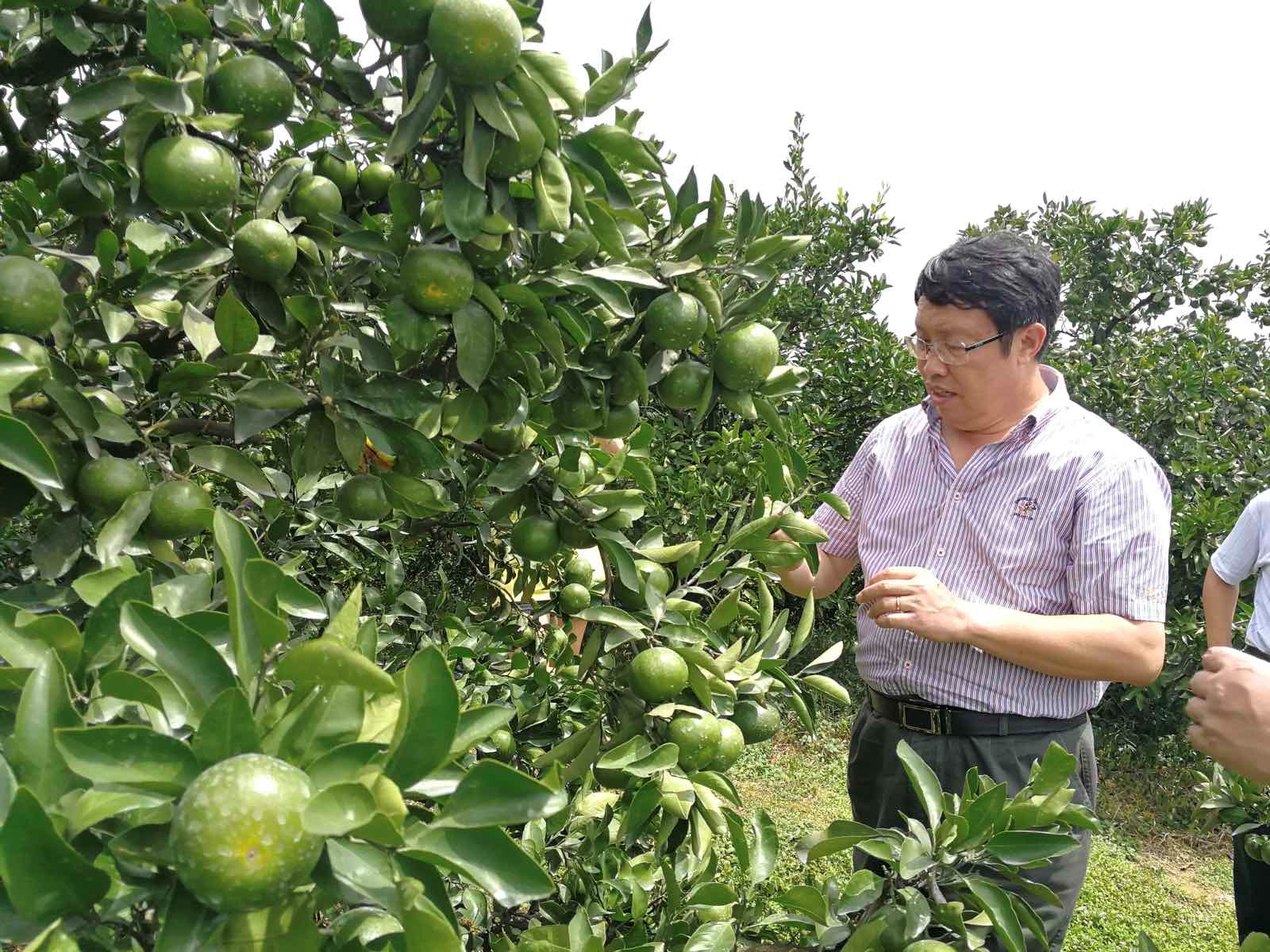 邓子牛教授在柑橘园观察柑橘新品种。.png