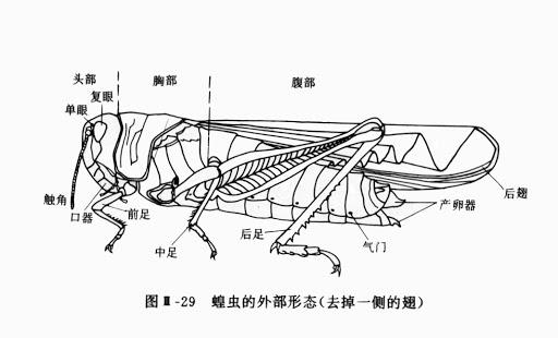 蝗虫集群出动成灾 竟是为了避免被同类吃掉