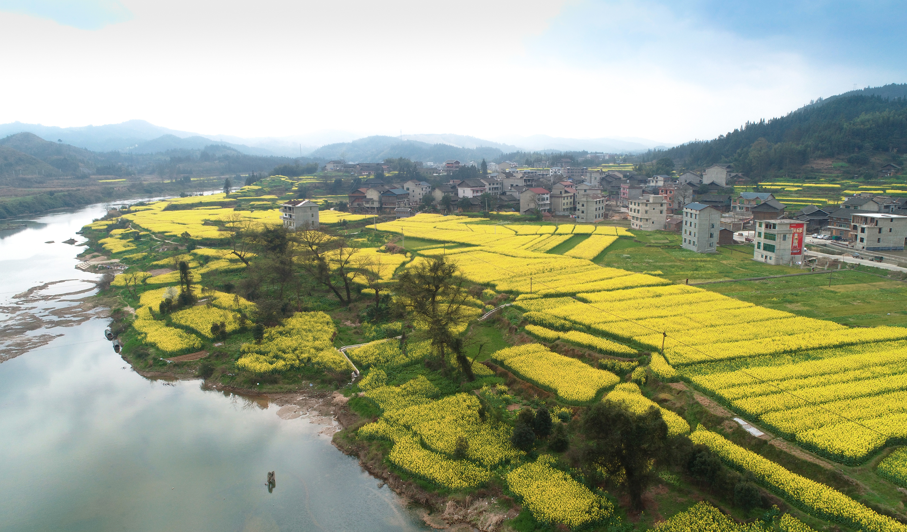 油菜花1.jpg