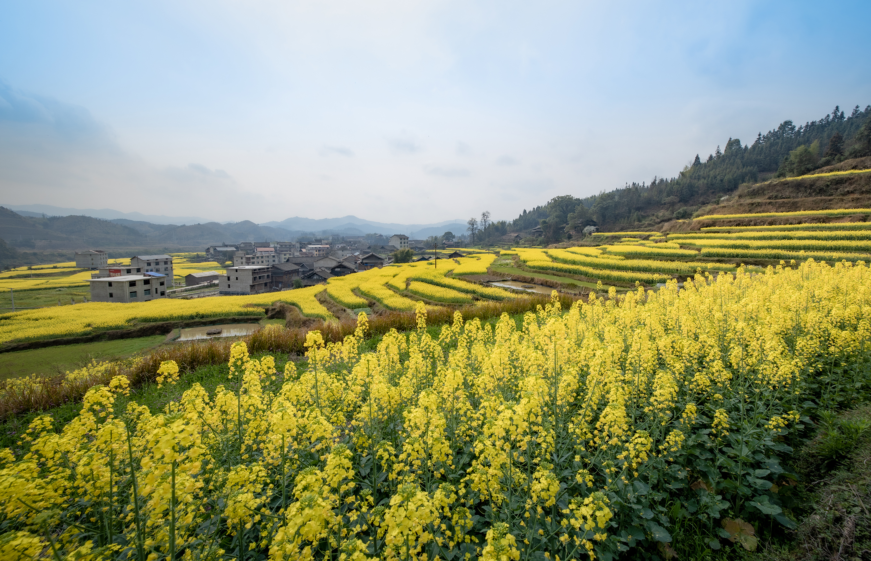 油菜花-3.jpg