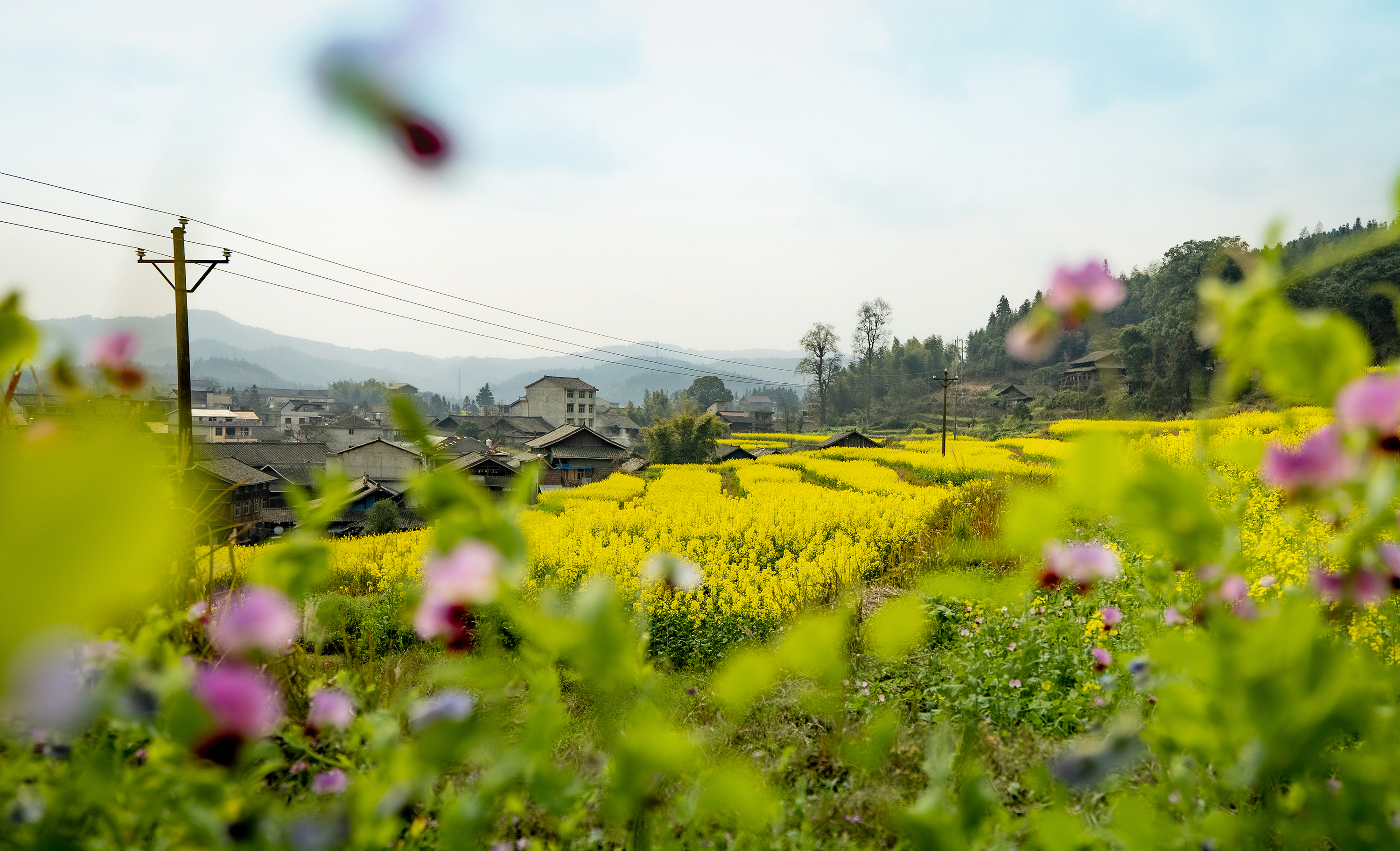 油菜花4.jpg