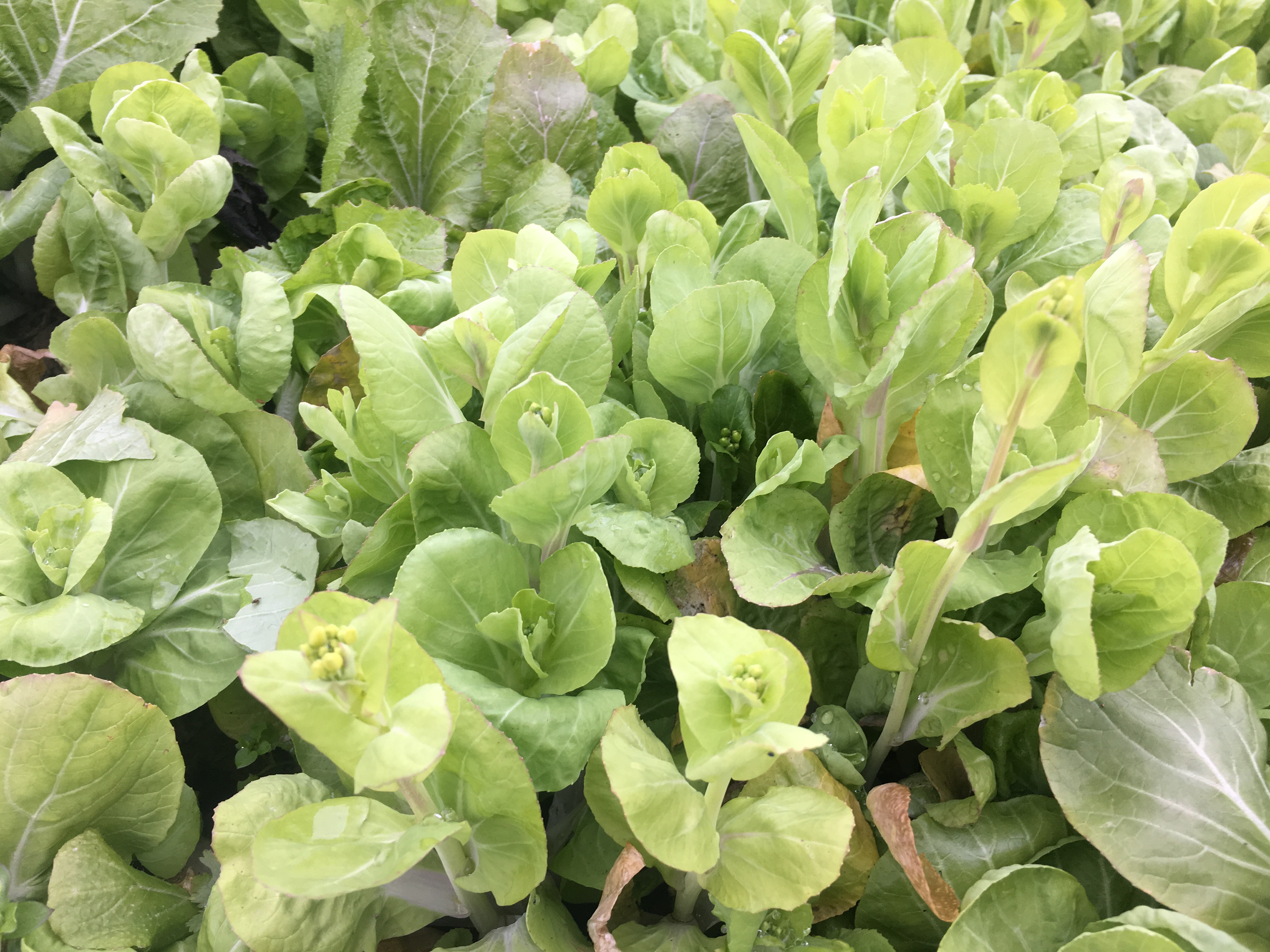 å¾ å°ç½èæªçæ½è¹.jpg