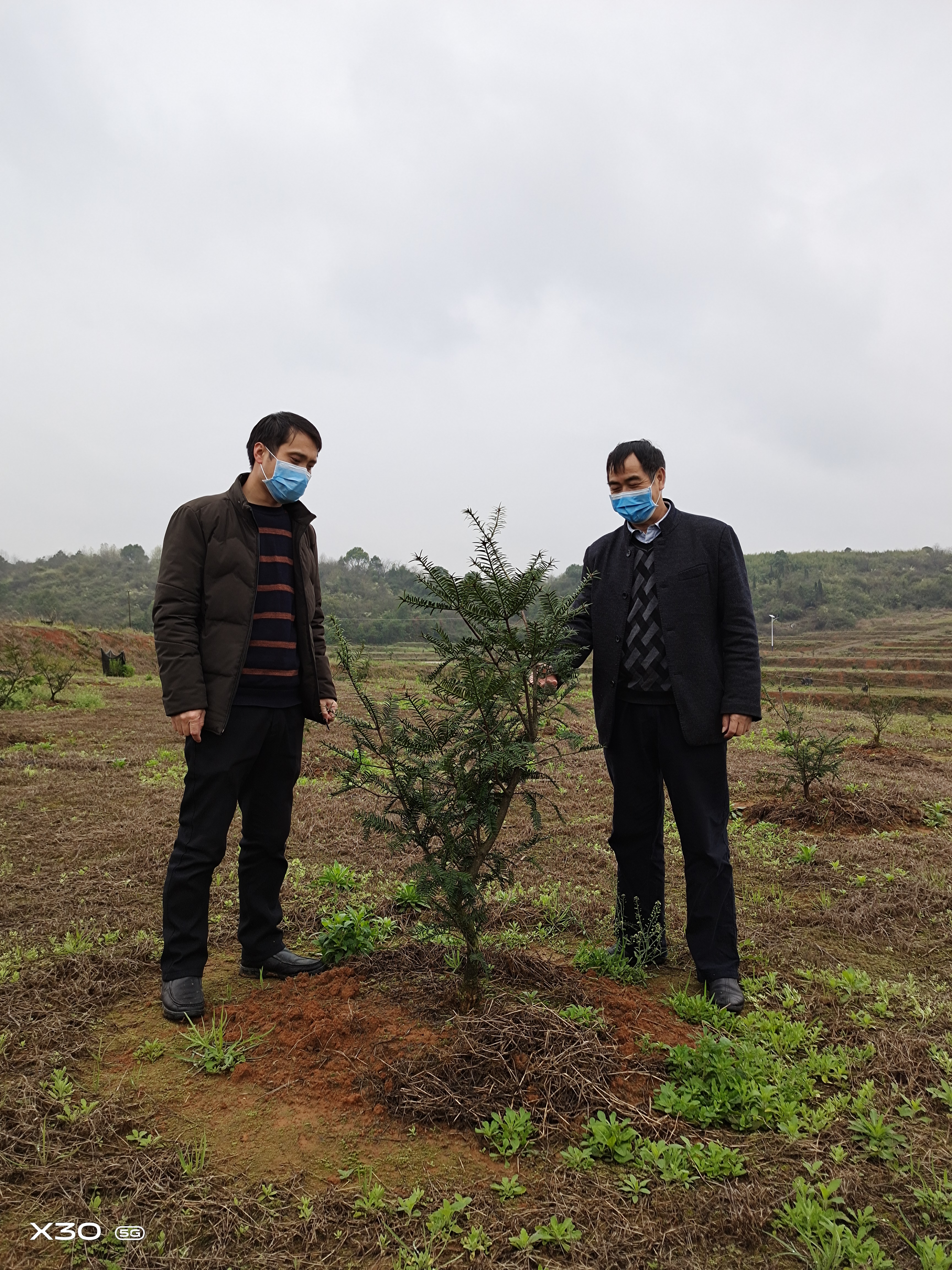 图为该乡纪检干部（左）在赶塘村徐海峰的香榧种植基地了解春种情况.jpg