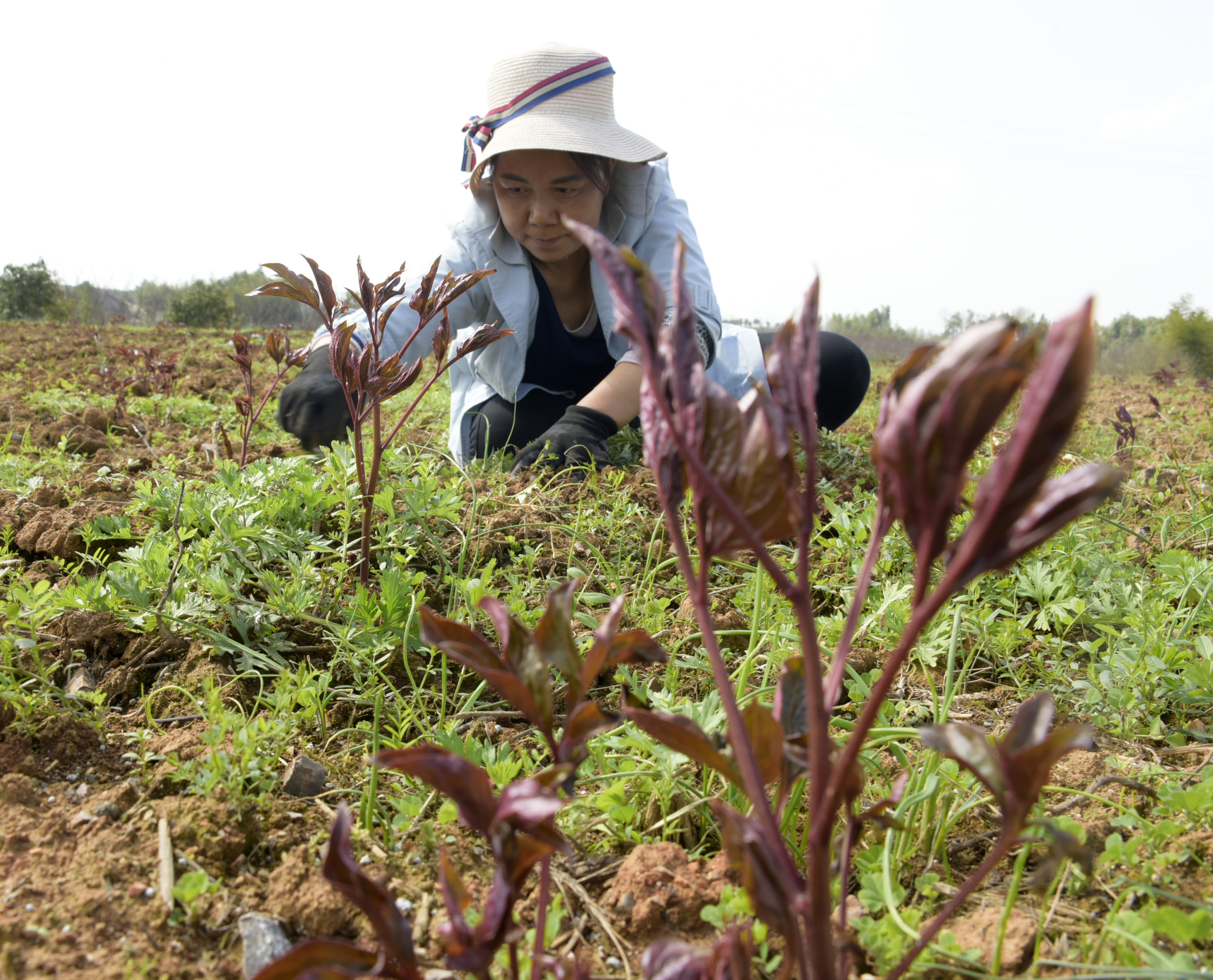 扶贫“良药”春管忙 (五).JPG