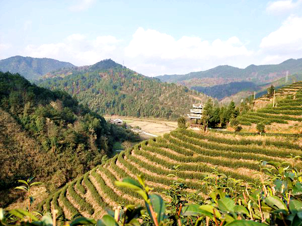 茶园一瞥.jpg