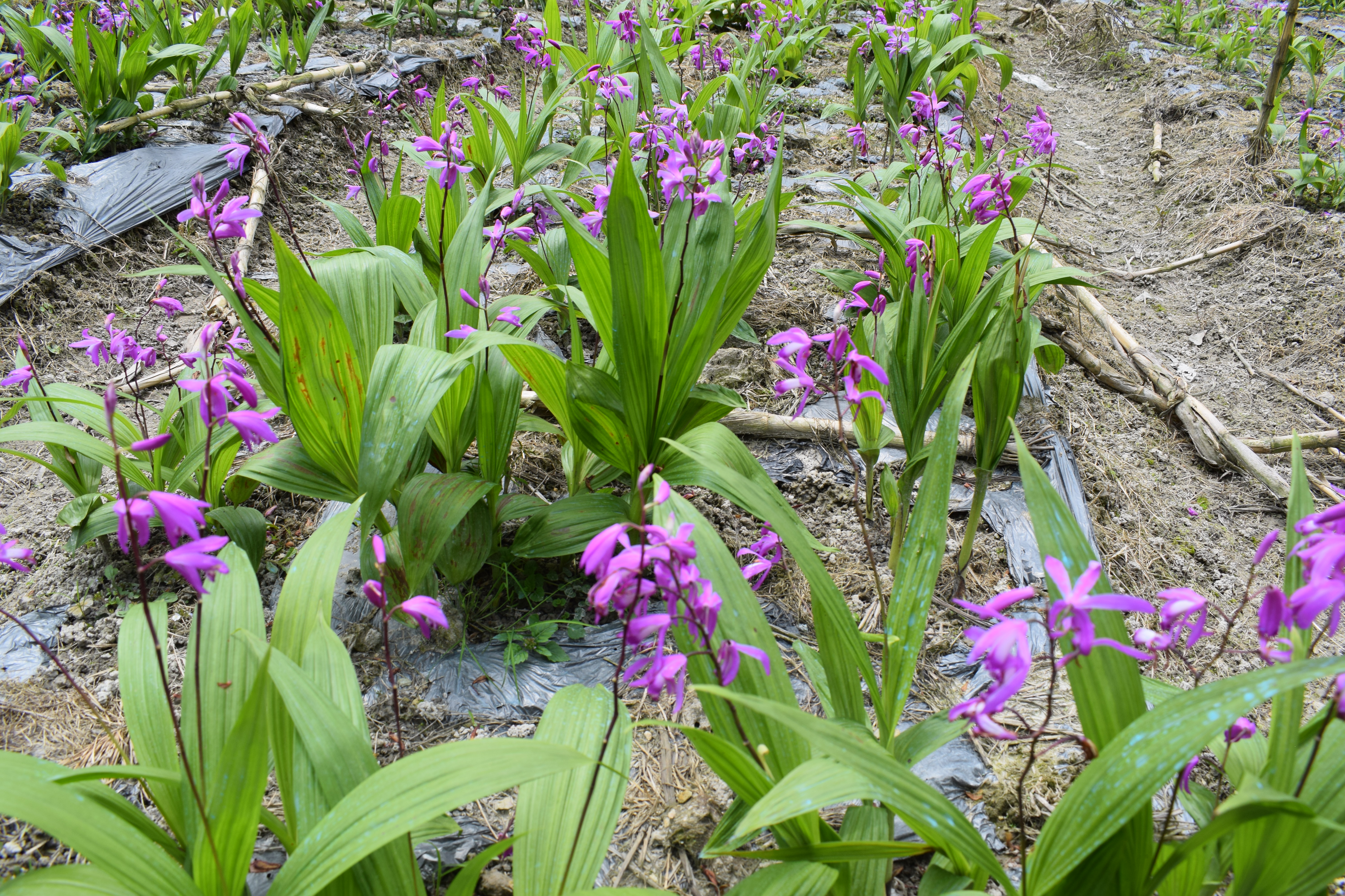美丽白芨花.JPG