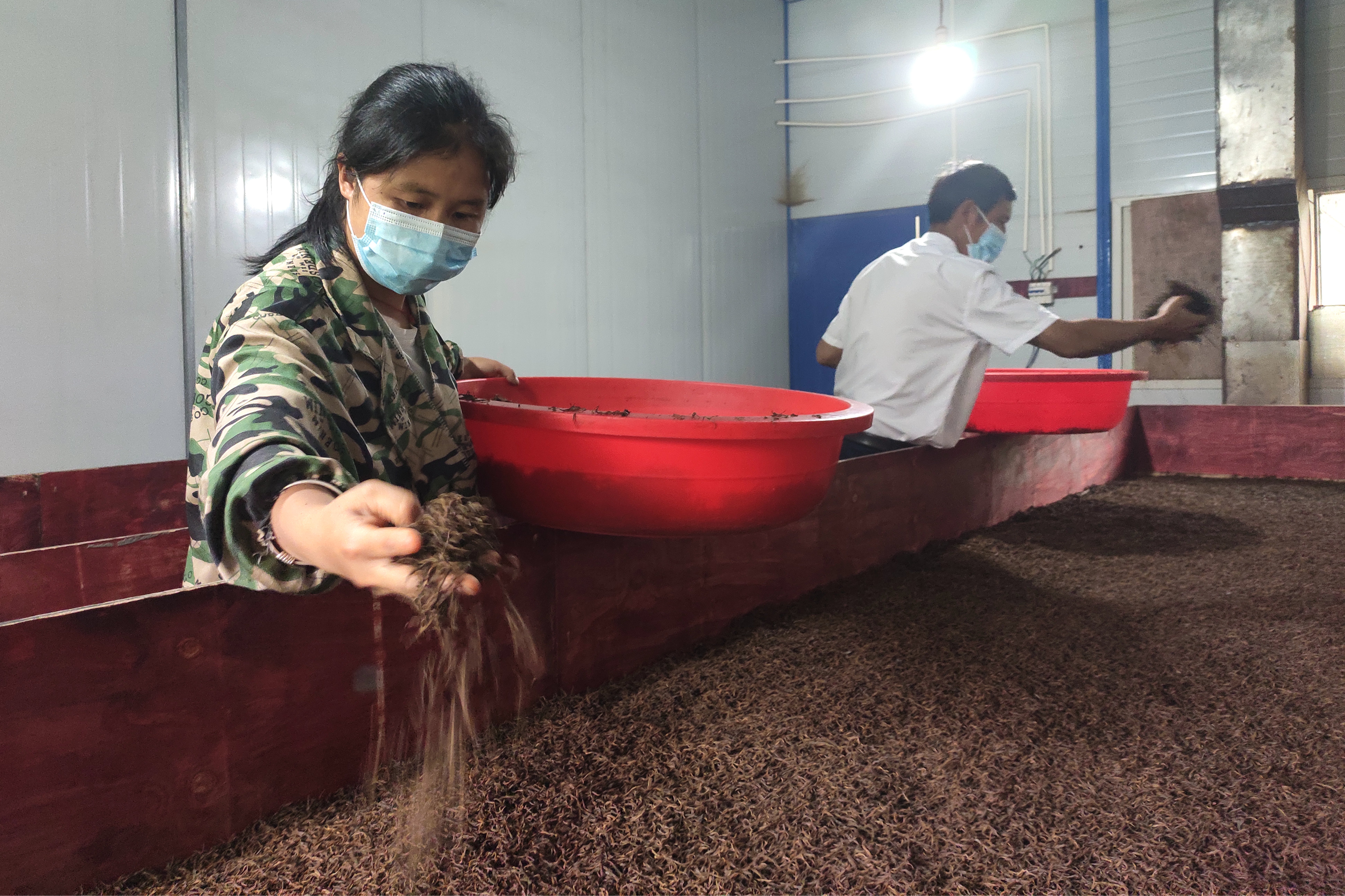 1.工人把从农户手中收来的茶叶进行烘干。.jpg