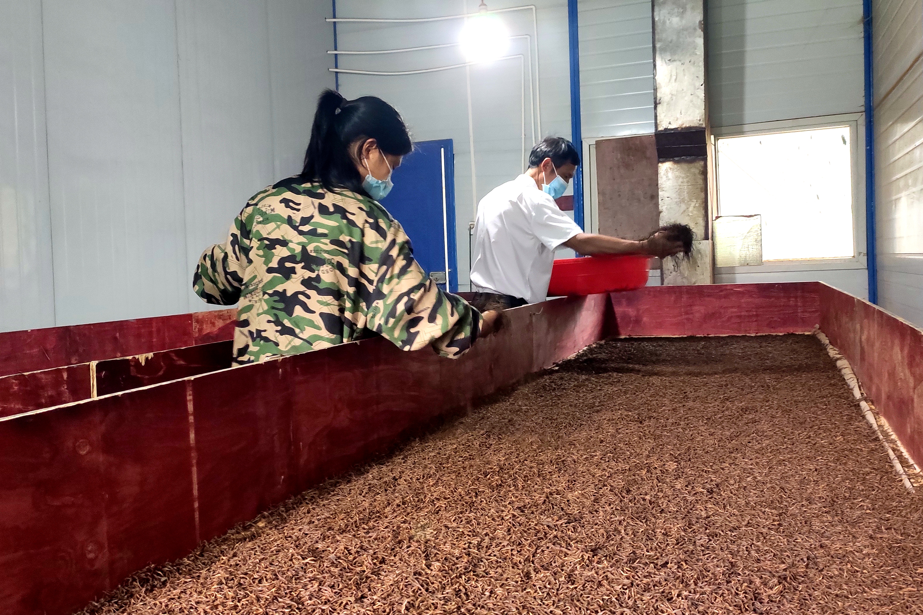 2.工人把从农户手中收来的茶叶进行烘干。.jpg