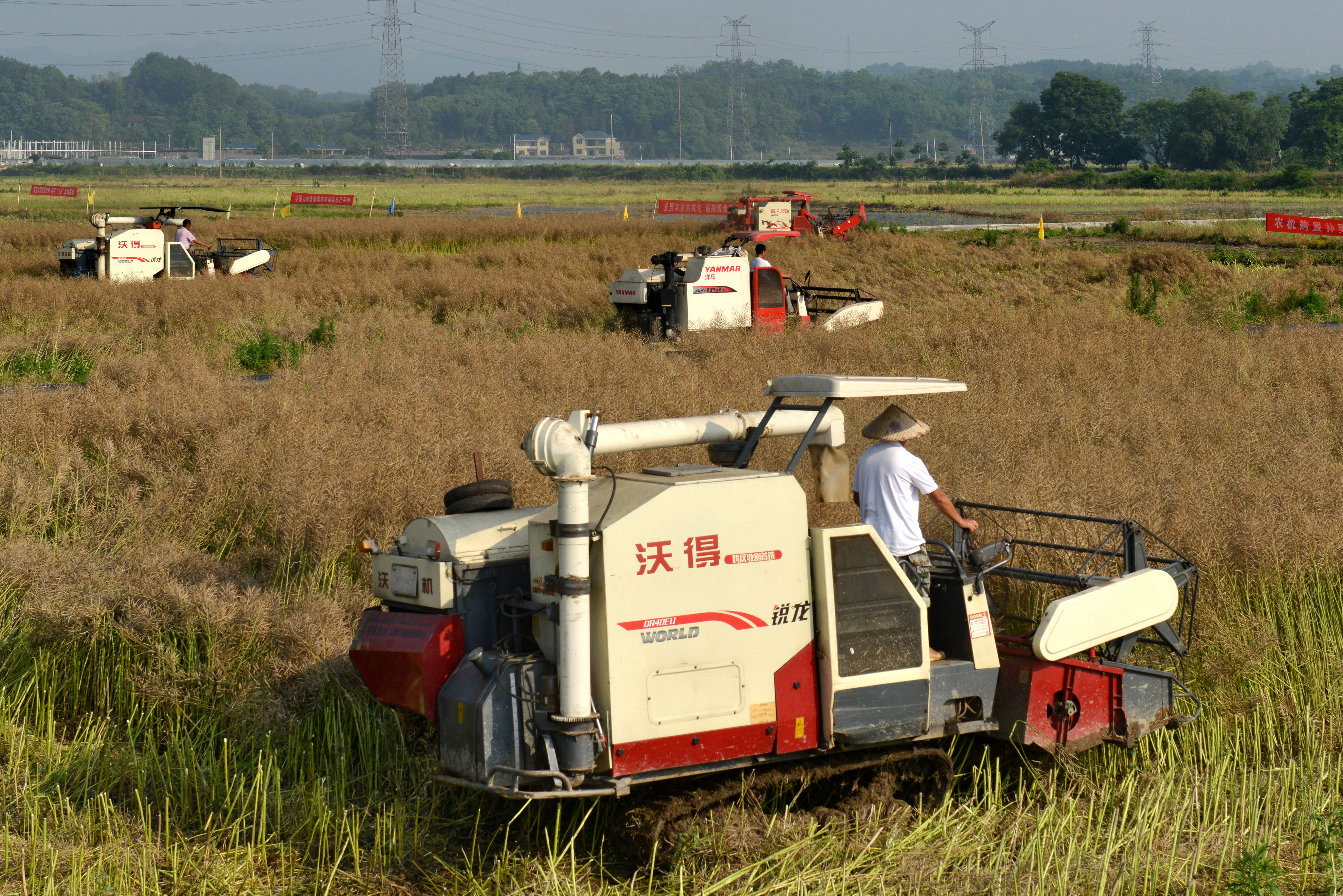 2、机械化收割油菜.jpg