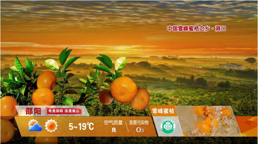 电视天气预报节目中对洞口蜜桔进行宣传.png
