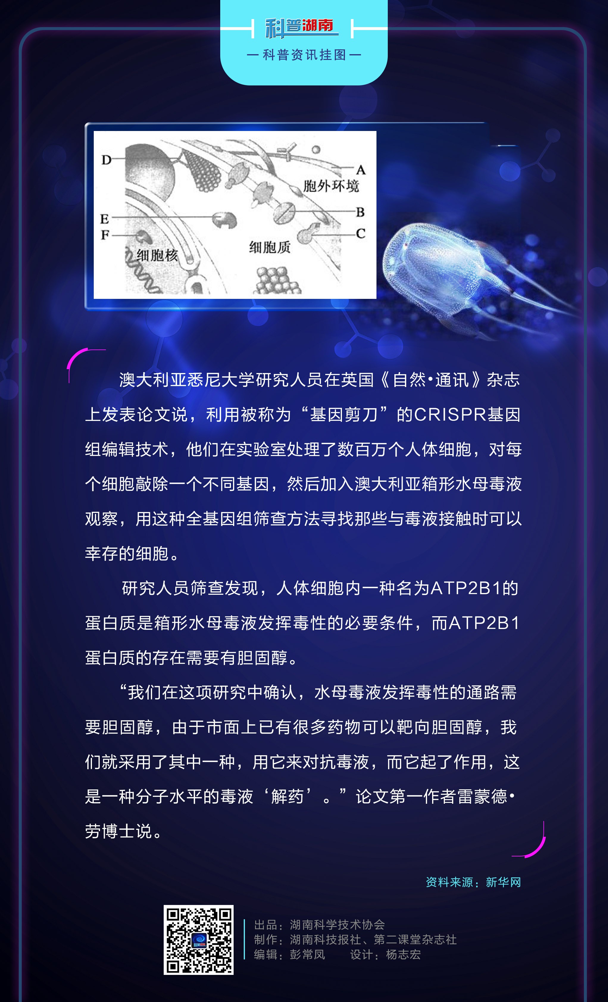 澳科研人员发现致命水母毒液“解药”B.jpg