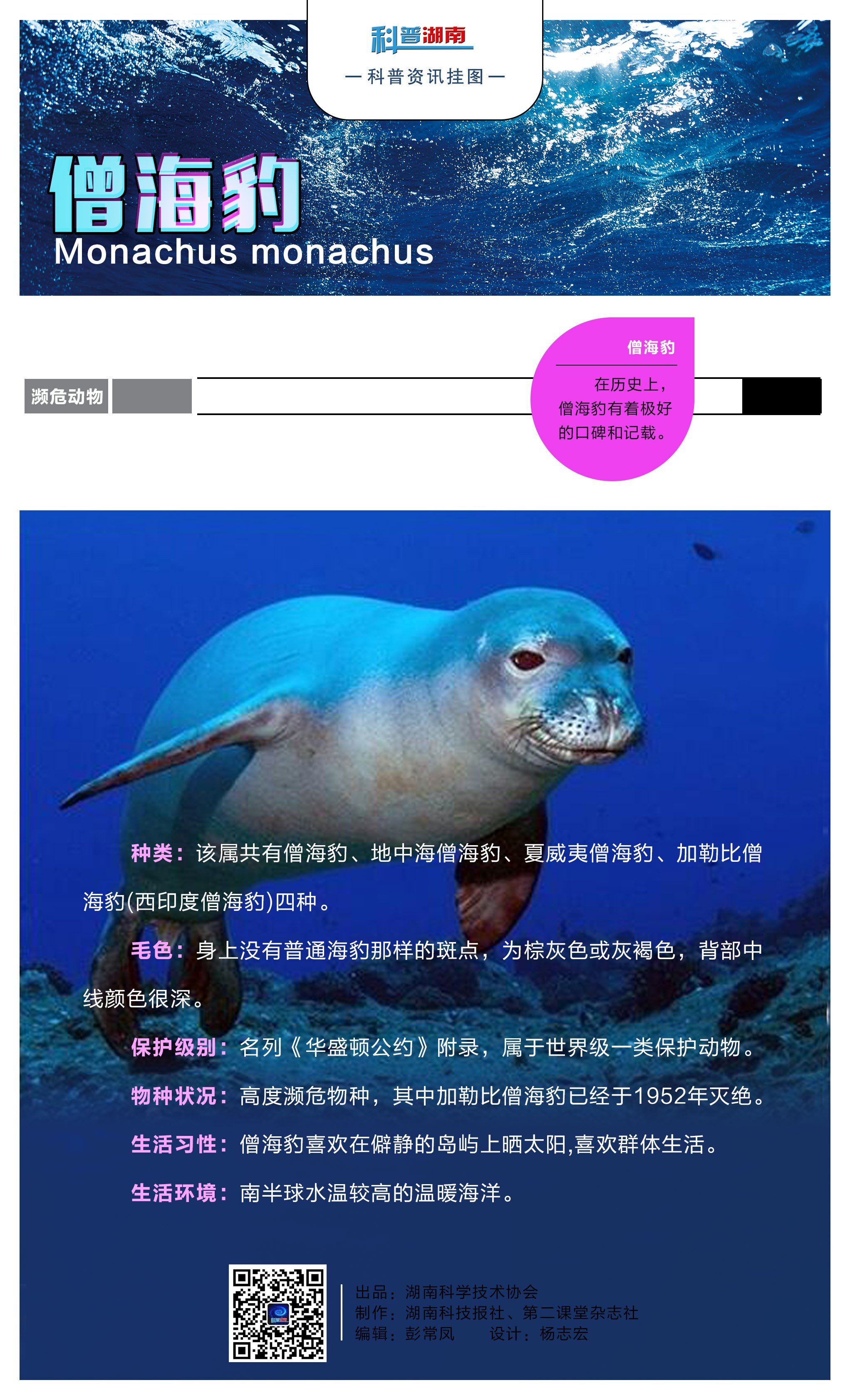 僧海豹A.jpg