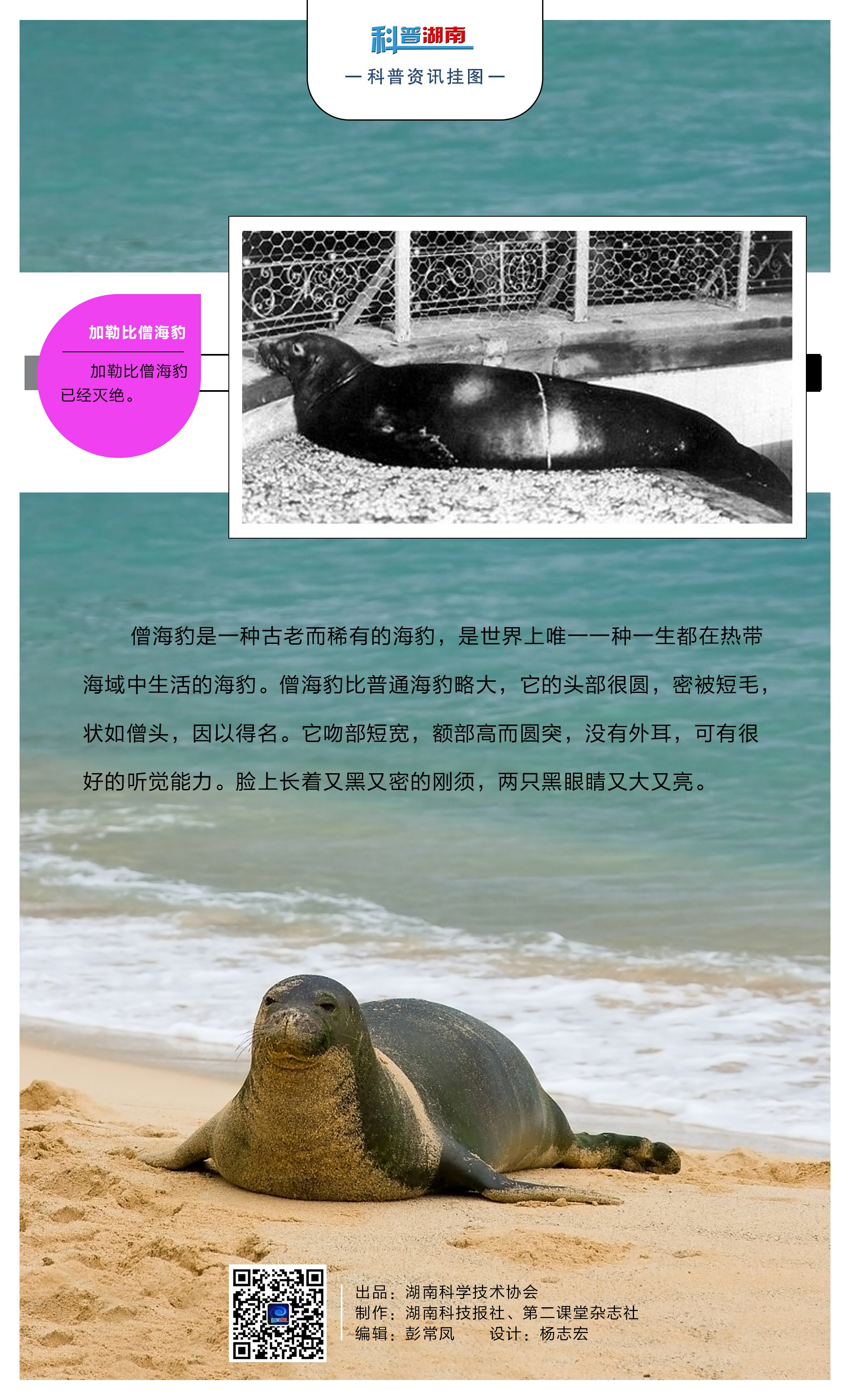 僧海豹B.jpg